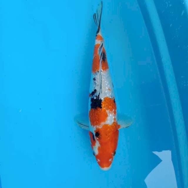 Gosanke gindrin 31cm