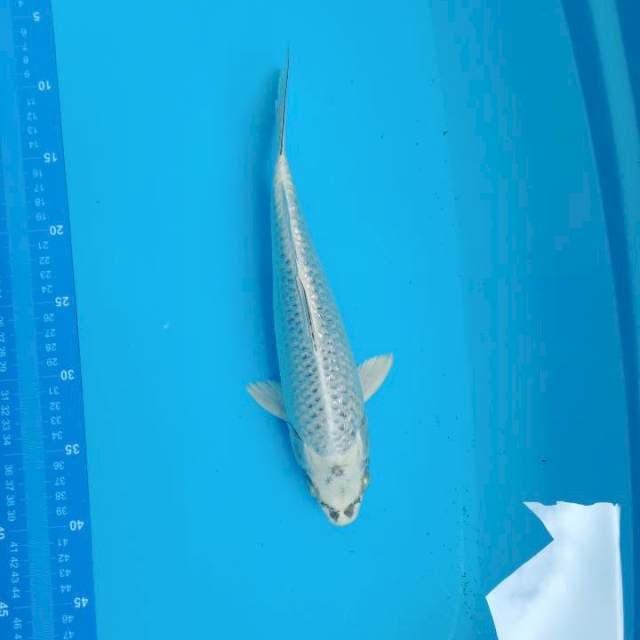 Mukasi 31cm