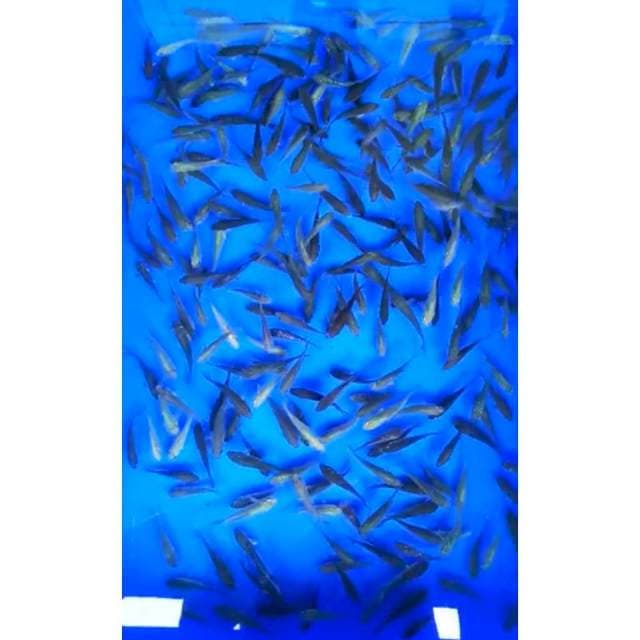 BABY SORAGOI 200 EKOR, 5 - 6 Cm