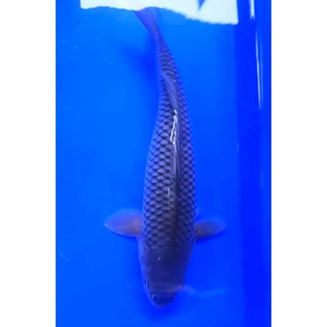 SORAGOI BULKY 35 Cm, JANTAN