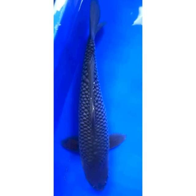 SORAGOI PUNUK 34 Cm, JANTAN