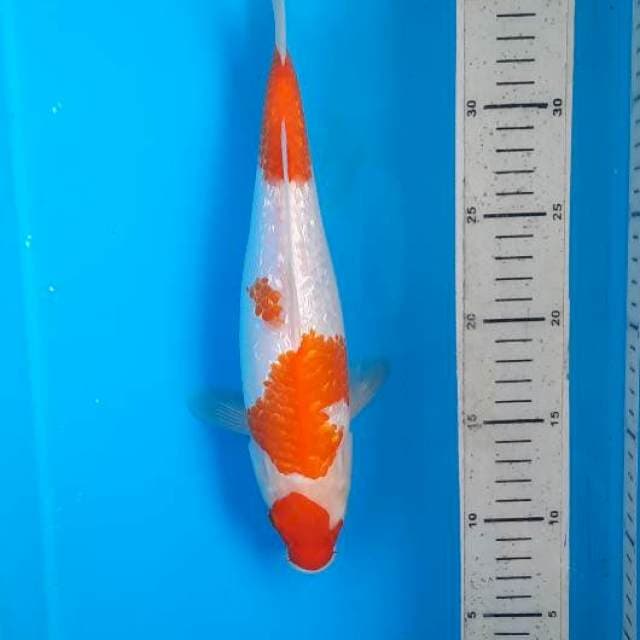 Kohaku ginrin 29cm