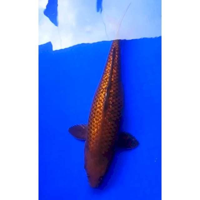 CHAGOI GINRIN 36 Cm