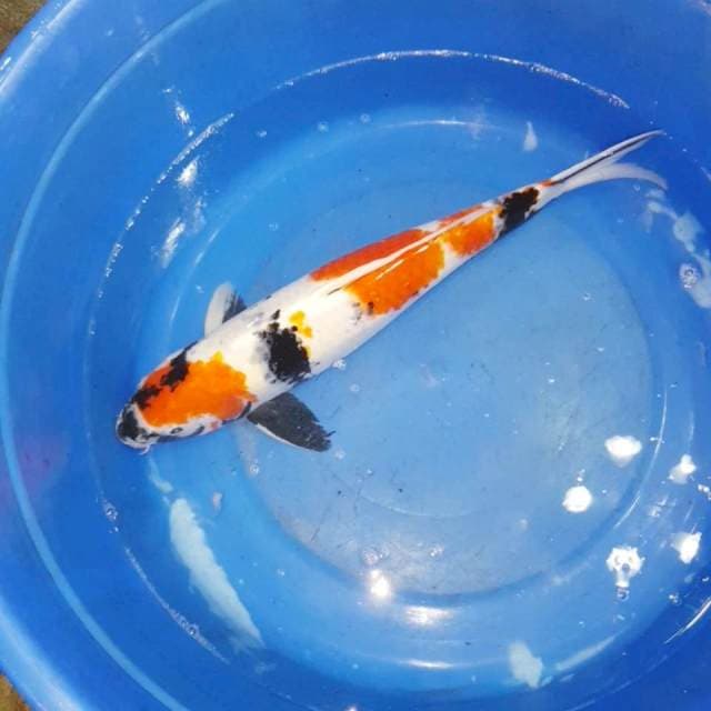 Showa jumbo 45cm strong