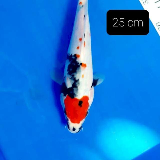 Tancho showa 25 cm