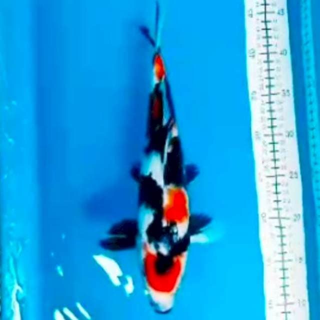 🆕showa 36cm