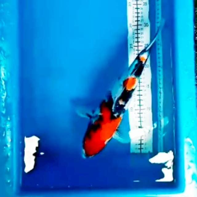 🆕showa 35cm