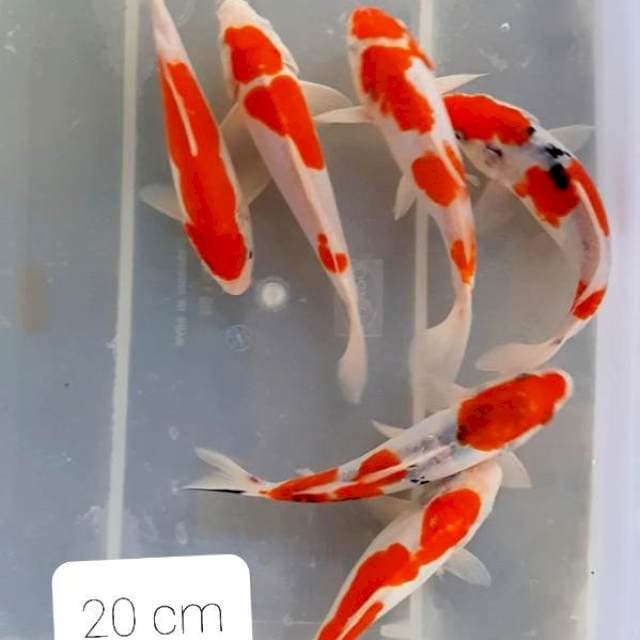 Doitsu 6 ekor 20 cm