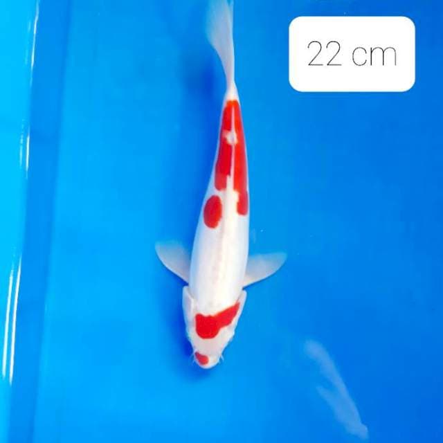 Doitsu 22 cm