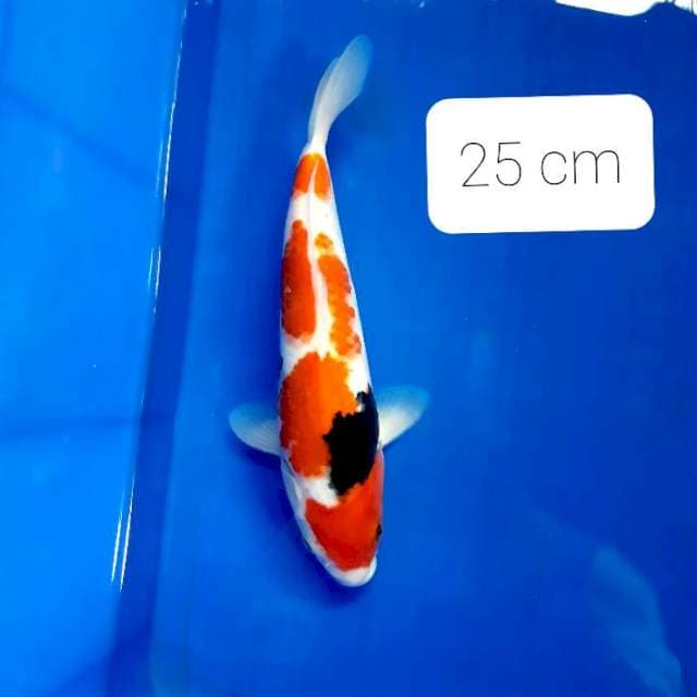 Showa 25 cm