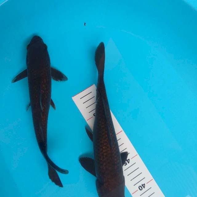 Duo chagoi tembaga Ginrin 26,29cm