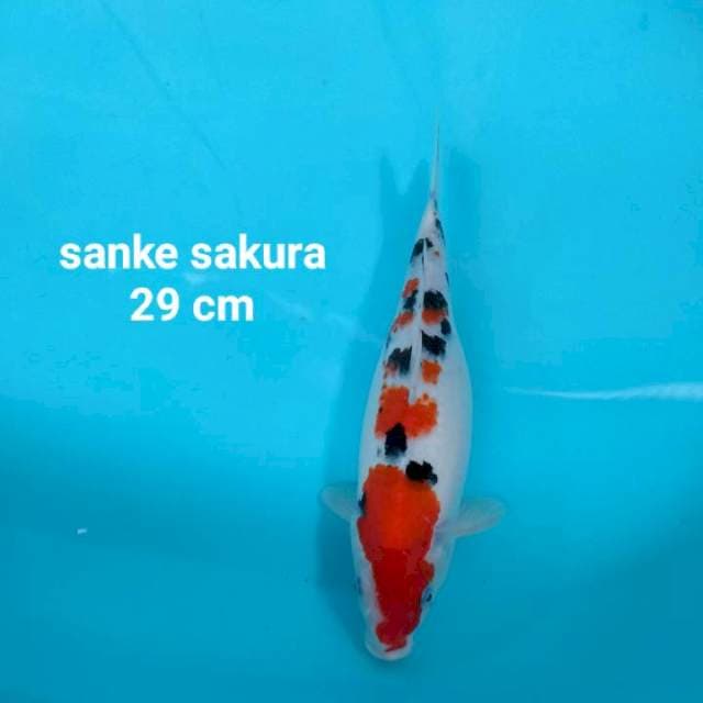 Sanke sakura 29 cm