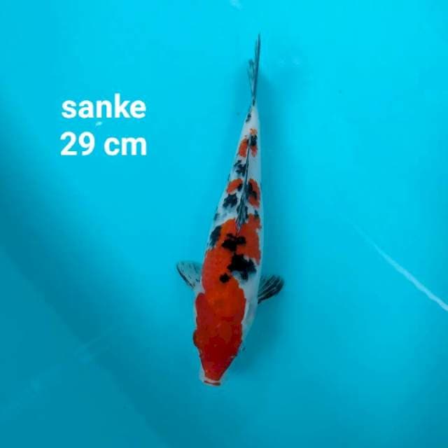 Sanke 29 cm