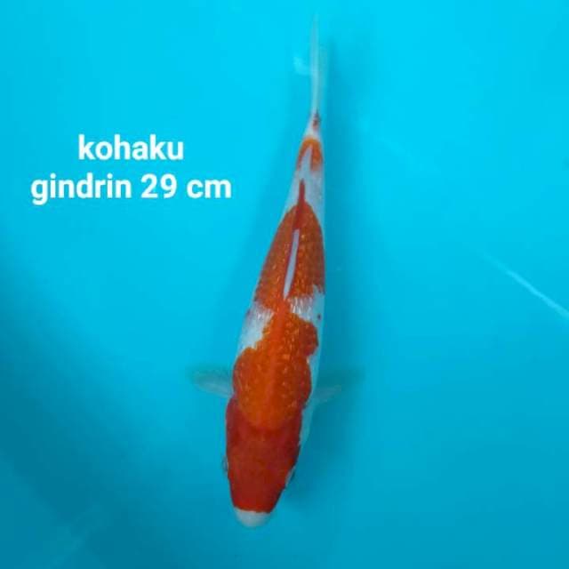 Kohaku gindrin 29 cm