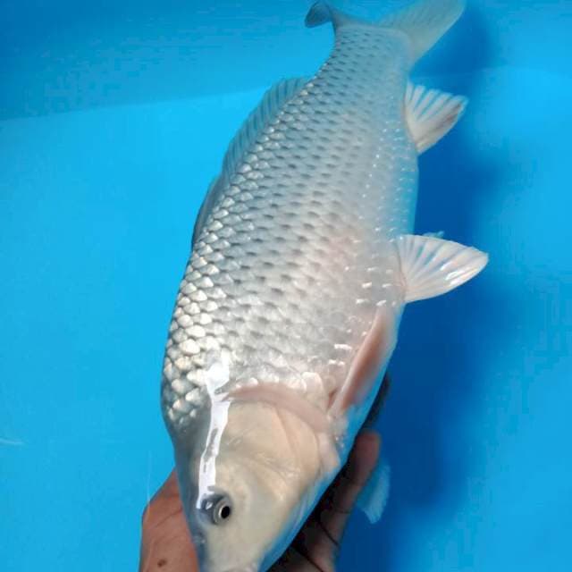 Soragoi punuk