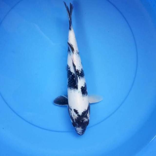 Shiro 31cm