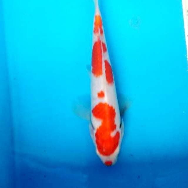 kohaku 20 cm
