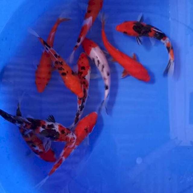 Mix koi 10 ekor