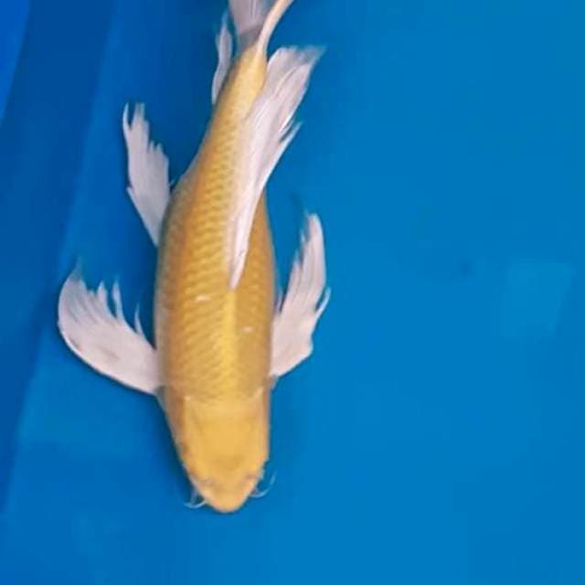 Kumpai Yamabuki Ogon 45 bu 🤩🤩