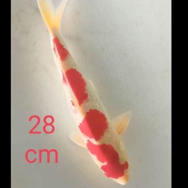 Kohakhu 28cm