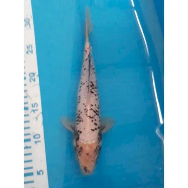 Matsukawabake 25 cm