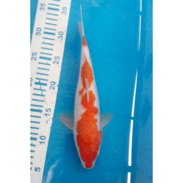Kohaku 27 cm