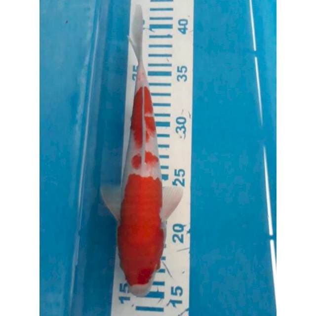 Kohaku 23 cm