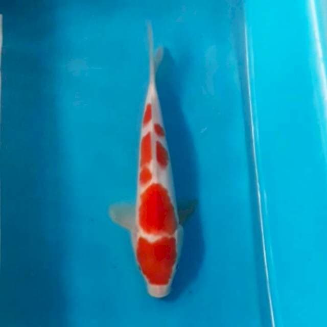 Kohaku 22 cm