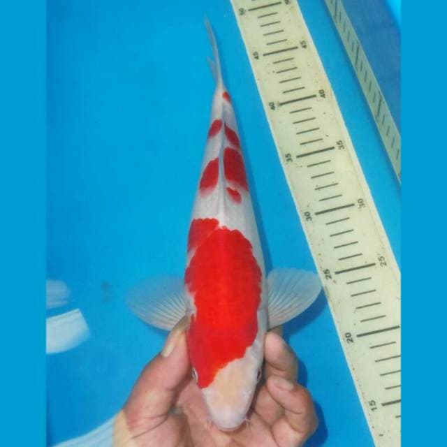 KOHAKU RED DEVIL