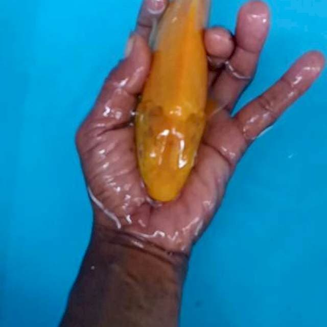 Karasi mata merah