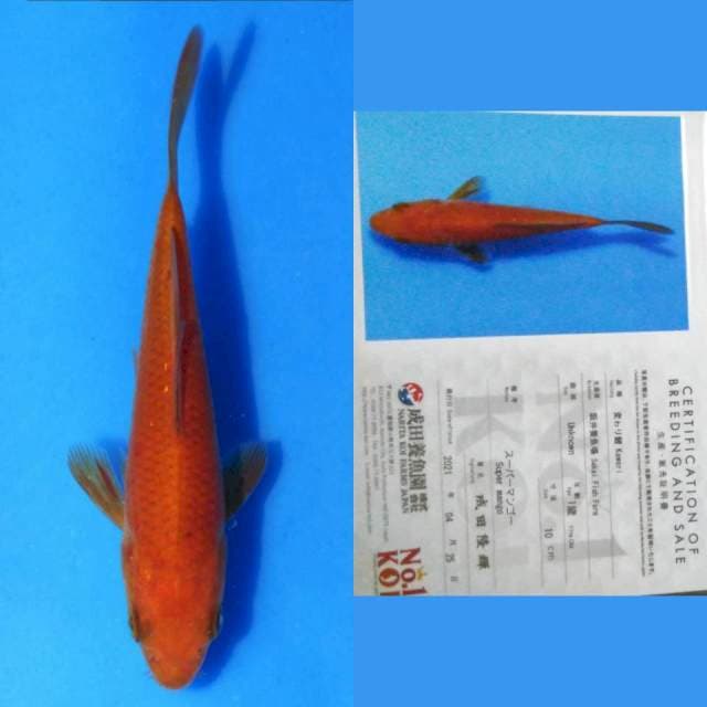 Chagoi