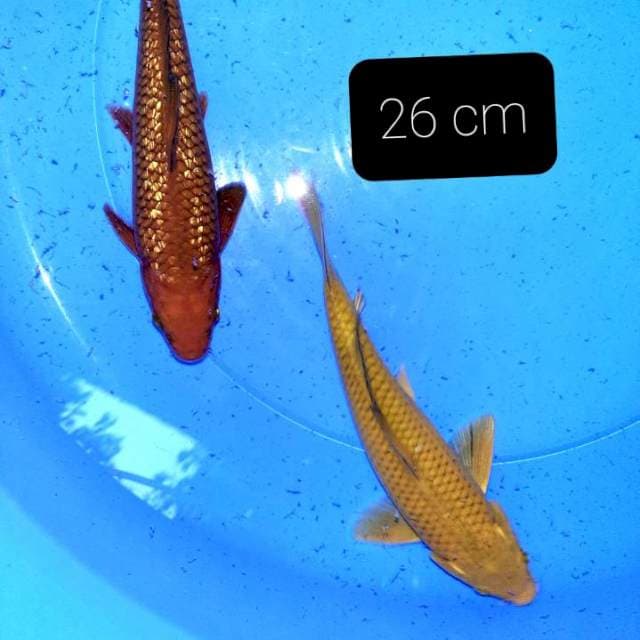 Pejinak 2 ekor 26 cm