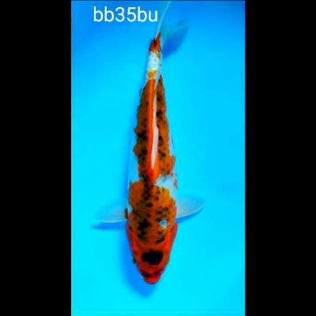Goshiki 35bu