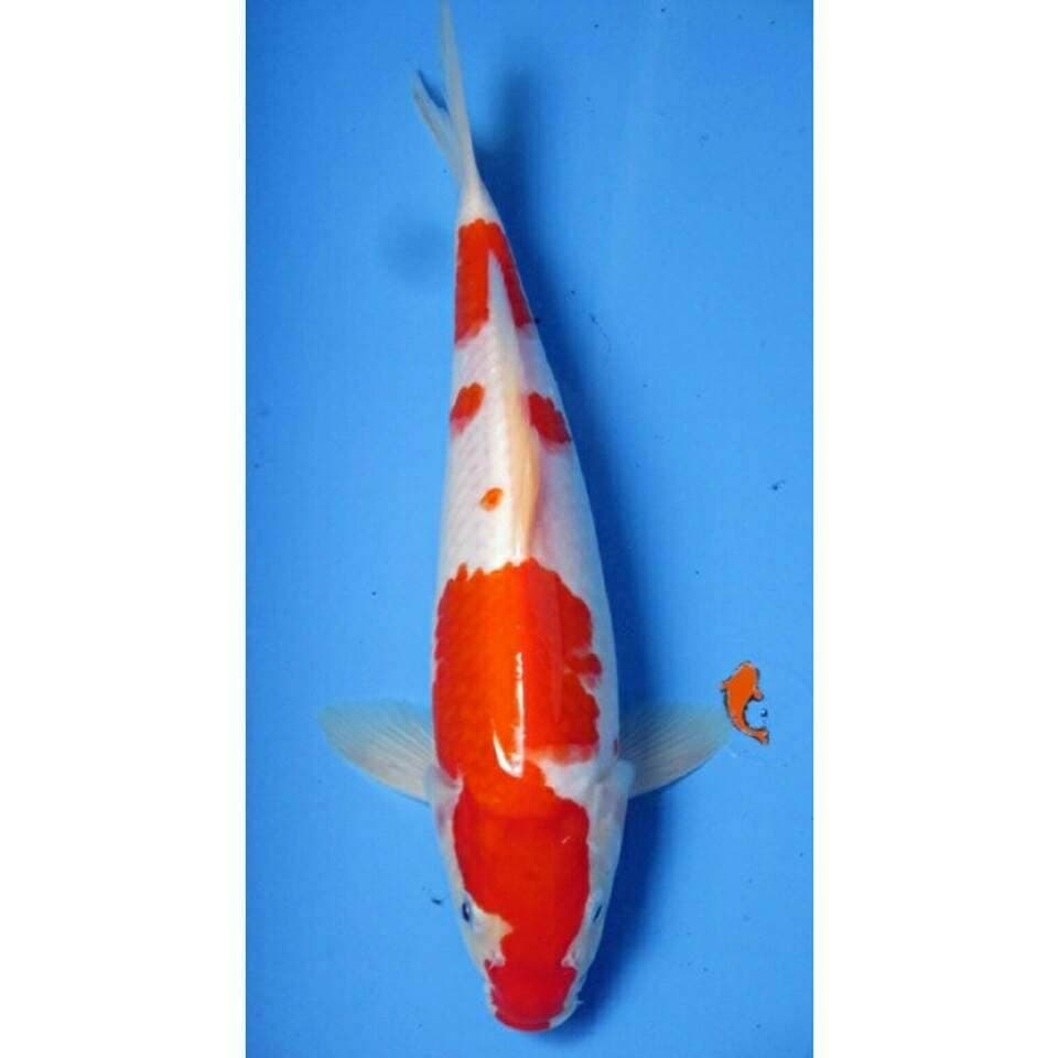 KOHAKU