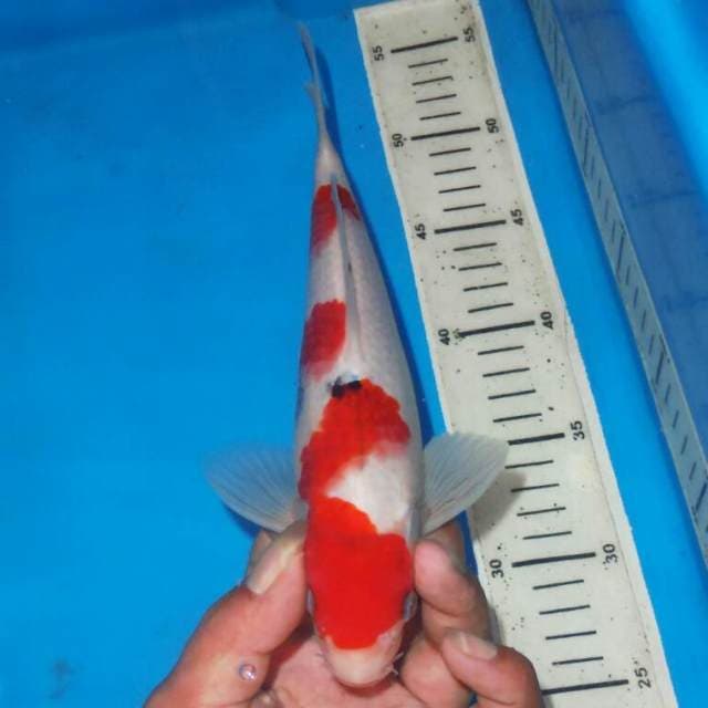 SANSHOKU