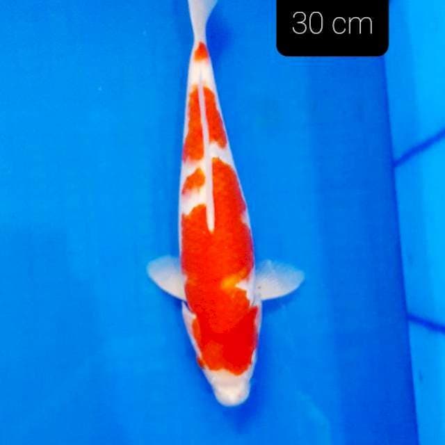 M.R. 30 cm