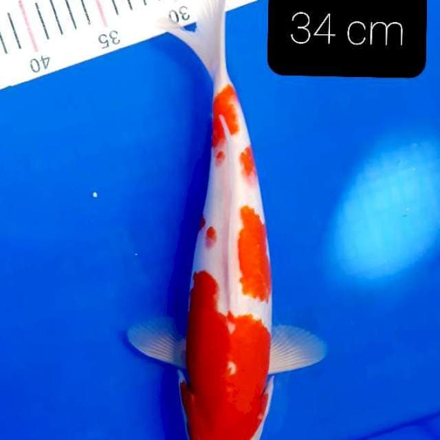 M.R. 34 cm