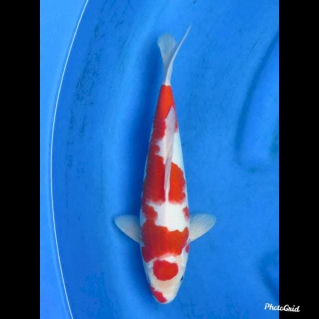 RED KOHAKU , 32cm