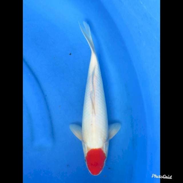 TANCHO KOHAKU , 32cm