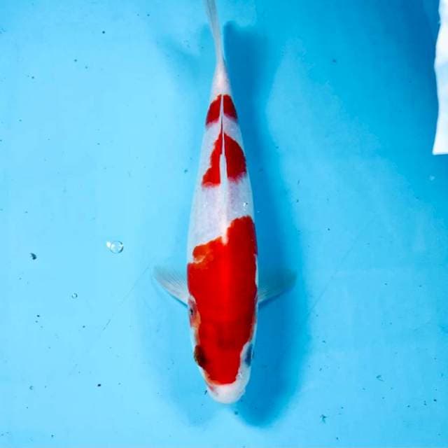 Kohaku, 24 cm