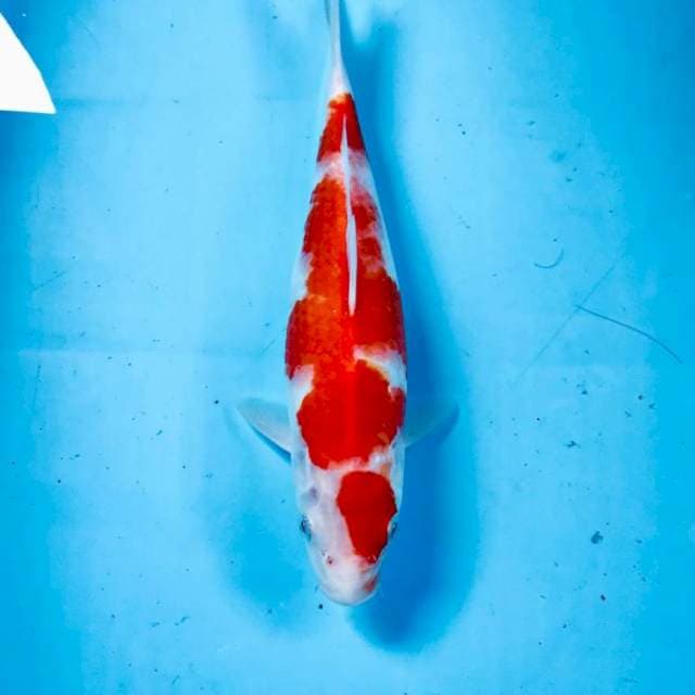 Kohaku, 27 cm