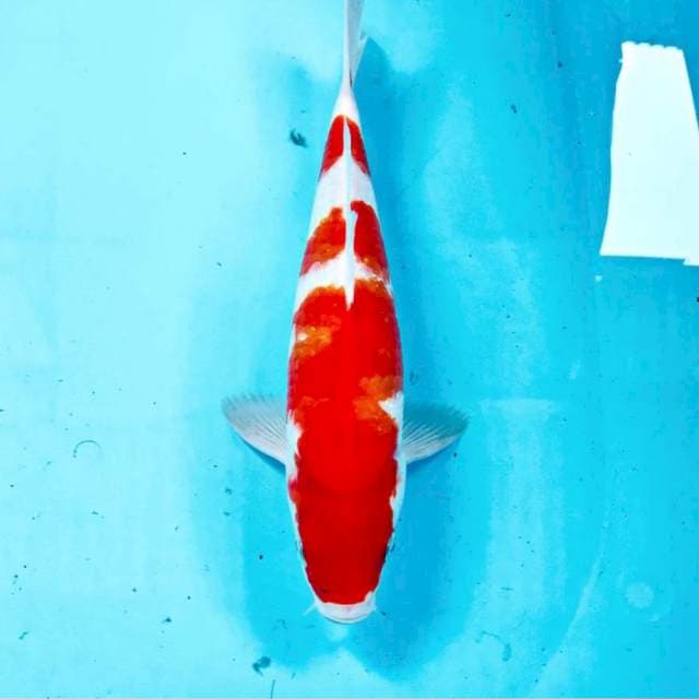 Kohaku, 30 cm