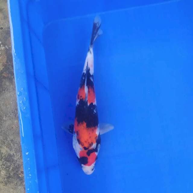 Tancho showa 30 cm