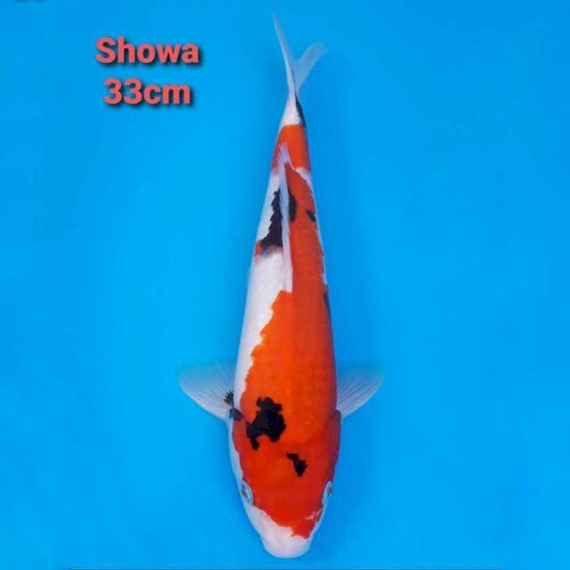 Showa 33cm