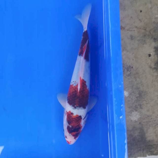 Goromo 29 cm