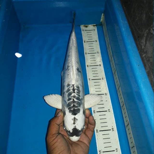 White kabuto koleksi antik