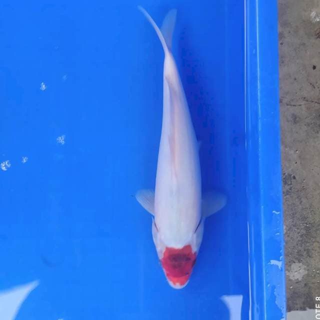 Tancho goromo 31 cm