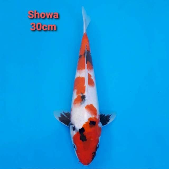 Showa 30cm