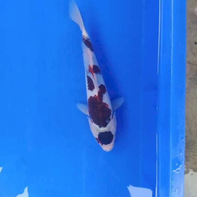 Tancho goromo 25 cm