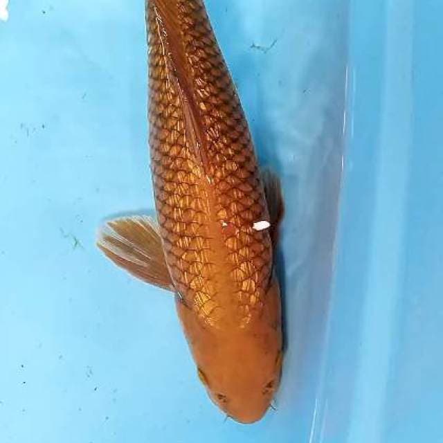 Tembaga ginrin 36 cm male